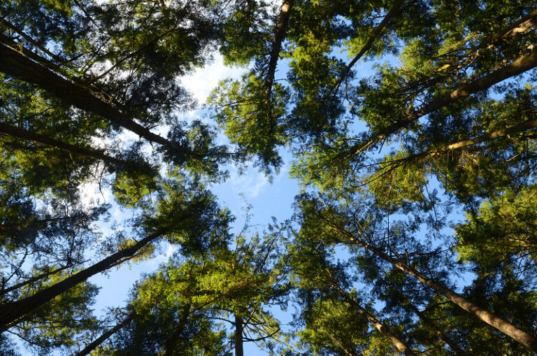 Trädtoppar av granar mot en blå himmel.